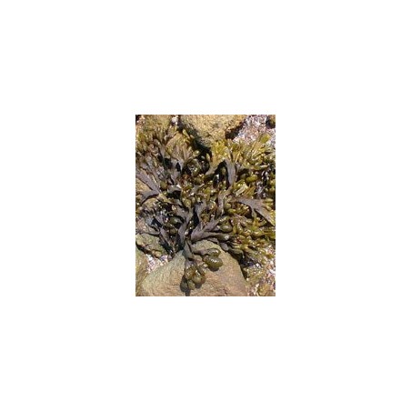 Tsa Fucus Vesiculos 50ml