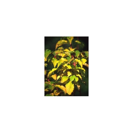 Msa Cornus Sanguinea 50ml