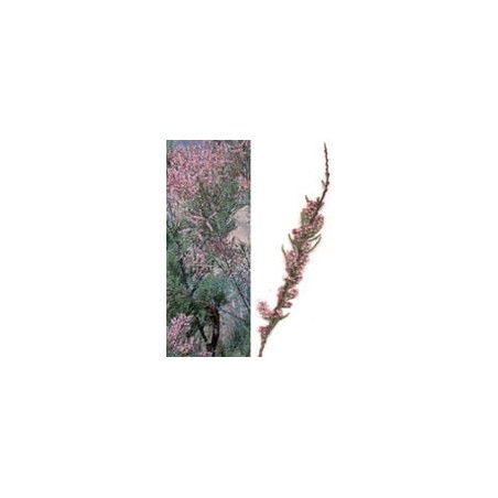 Herboplanet Msa Tamarix Gallica 50ml