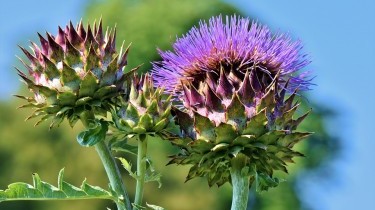 Gli epatoprotettori naturali in farmacia