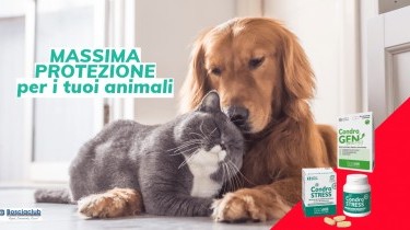 Condrostress e Condrogen: Le Soluzioni Ideali per il Benessere delle Articolazioni del tuo animale