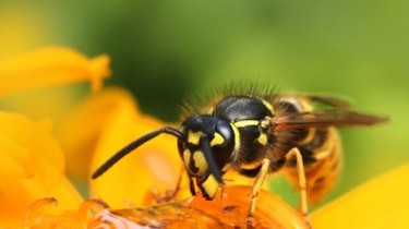 Clima pazzo: boom di insetti pericolosi