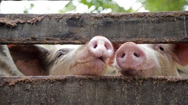 Rischio epatite con la carne di maiale poco cotta